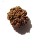 7 Face Nepali Rudraksha Seven Face Nepali Rudraksha