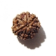 7 Face Nepali Rudraksha Seven Face Nepali Rudraksha