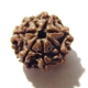 7 Face Nepali Rudraksha Seven Face Nepali Rudraksha