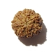 4 Face Nepali Rudraksha Four face nepali Rudraksha