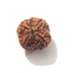 4 Face Nepali Rudraksha Four face nepali Rudraksha