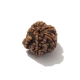 Ganesh Rudraksha Ganesh Rudraksha