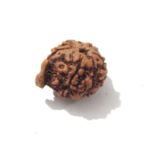 Ganesh Rudraksha
