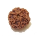 6 Face Nepali Rudraksha  Six Face Rudraksha