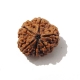 6 Face Nepali Rudraksha  Six Face Rudraksha