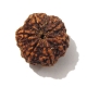 6 Face Nepali Rudraksha  Six Face Rudraksha