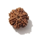 6 Face Nepali Rudraksha  Six Face Rudraksha