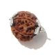 Seven Face Rudraksha 7 Face Nepali Rudraksha