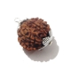 Seven Face Nepali Rudraksha 7 face rudraksha