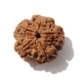 Premium 5 Face Nepali Rudraksha Large 5 Face Rudraksha