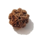 5 Face Nepali Rudraksha Five Face Nepali Rudraksha
