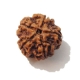 5 Face Nepali Rudraksha Five Face Nepali Rudraksha