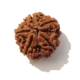 Five Face Big Size Rudraksha 5 Face Big Size Rudraksha
