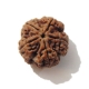 Five Face Big Size Rudraksha 5 Face Big Size Rudraksha
