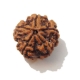 Five Face Big Size Rudraksha 5 Face Big Size Rudraksha