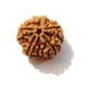 5 Face Nepali Rudraksha Five Face Nepali Rudraksha