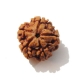 5 Face Nepali Rudraksha Five Face Nepali Rudraksha