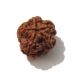 5 Face Nepali Rudraksha Five Face Nepali Rudraksha