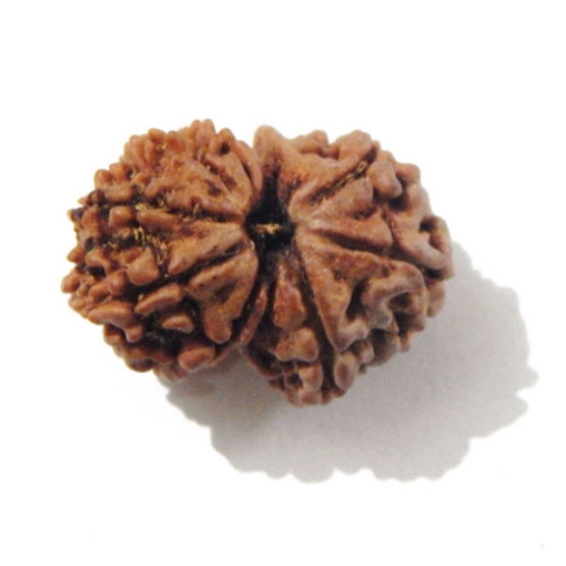 Gauri Shankar Rudraksha