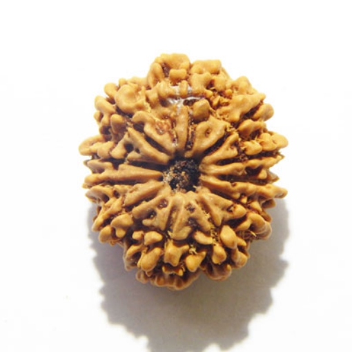 Eleven Face Nepali Rudraksha