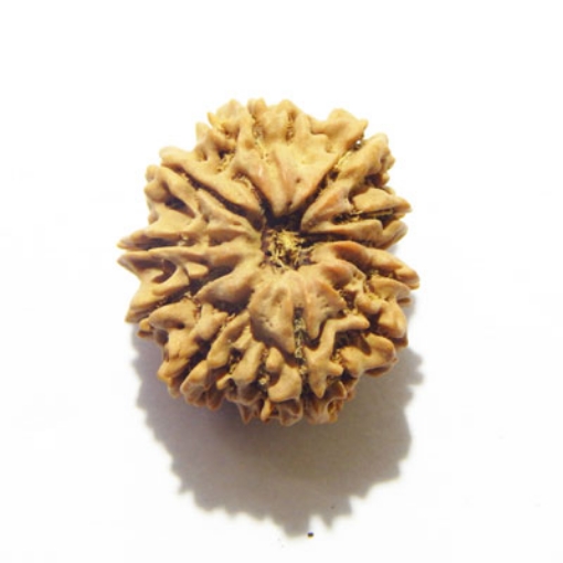 Eleven Face Nepali Rudraksha