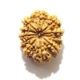 11 Face Nepali Rudraksha  Eleven Face Nepali Rudraksha