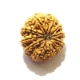 11 Face Nepali Rudraksha  Eleven Face Nepali Rudraksha