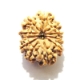 11 Face Nepali Rudraksha  Eleven Face Nepali Rudraksha