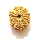 11 Face Nepali Rudraksha  Eleven Face Nepali Rudraksha