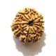 11 Face Nepali Rudraksha  Eleven Face Nepali Rudraksha