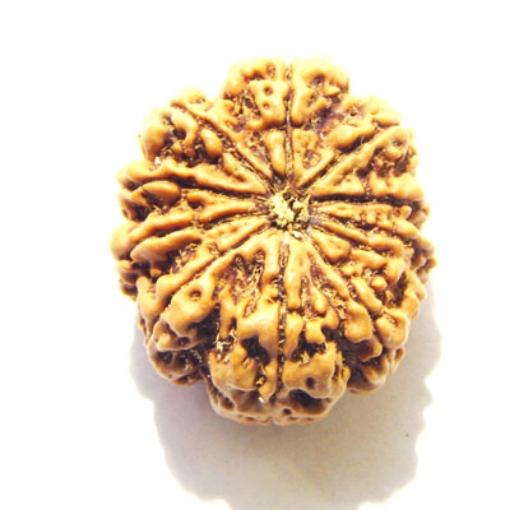 Eleven Face Nepali Rudraksha
