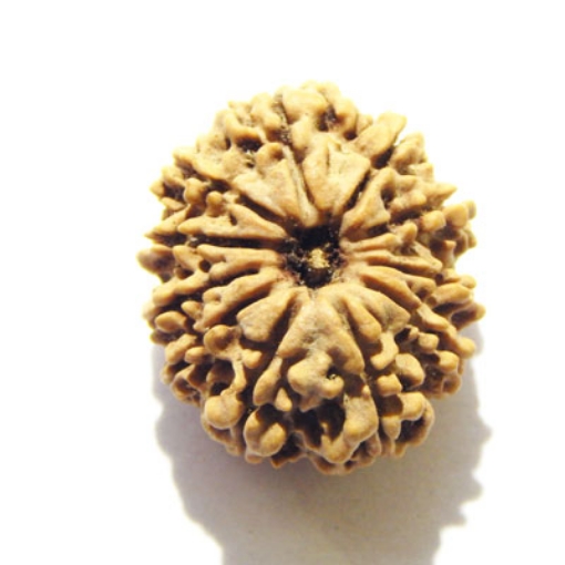 Eleven Face Nepali Rudraksha