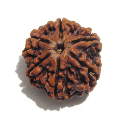 Six Face Rudraksha