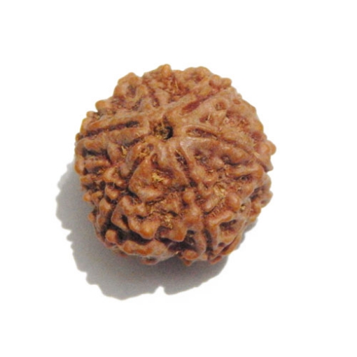 Six Face Rudraksha