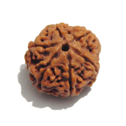 Six Face Rudraksha