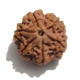 6 Face Nepali Rudraksha  Six Face Rudraksha