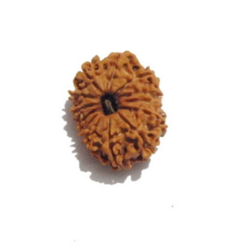 Thirteen Face (Mukhi)  Nepali Rudraksha