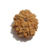 Eight Face Nepali Rudraksha