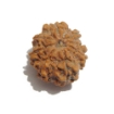 Eight Face Nepali Rudraksha