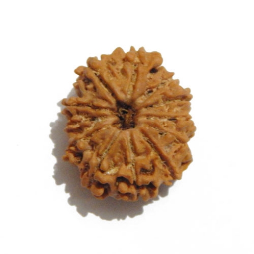 Twelve Face Nepali Rudraksha