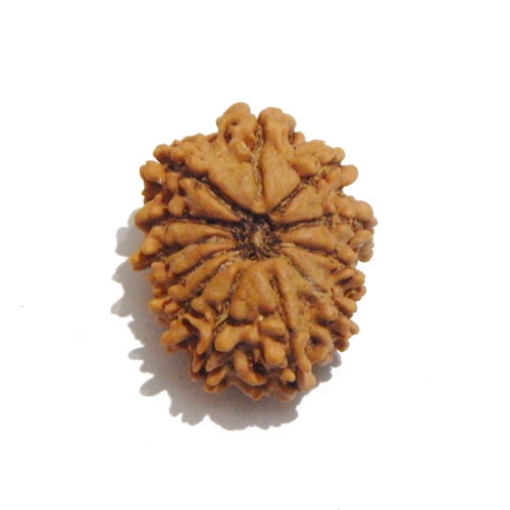 Twelve Face Nepali Rudraksha