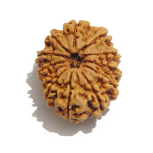 Twelve Face Nepali Rudraksha