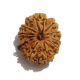 12 Face Nepali Rudraksha  Twelve Face Nepali Rudraksha