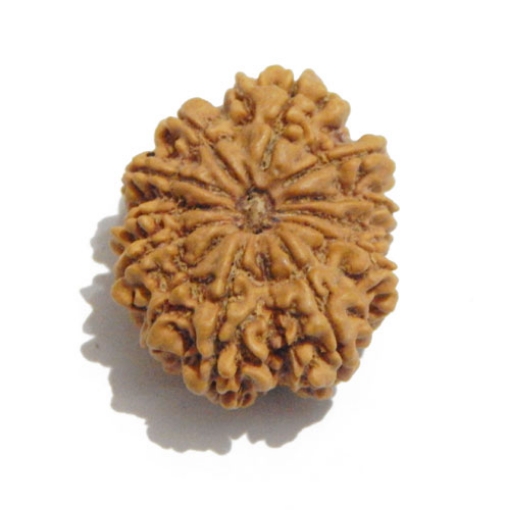 Twelve Face Nepali Rudraksha