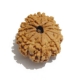 12 Face Nepali Rudraksha  Twelve Face Nepali Rudraksha