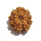 9 Face Nepali Rudraksha Nine Face Nepali Rudraksha