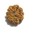 Nine Face Nepali Rudraksha