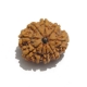 9 Face Nepali Rudraksha Nine Face Nepali Rudraksha