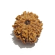 9 Face Nepali Rudraksha Nine Face Nepali Rudraksha