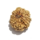 9 Face Nepali Rudraksha Nine Face Nepali Rudraksha